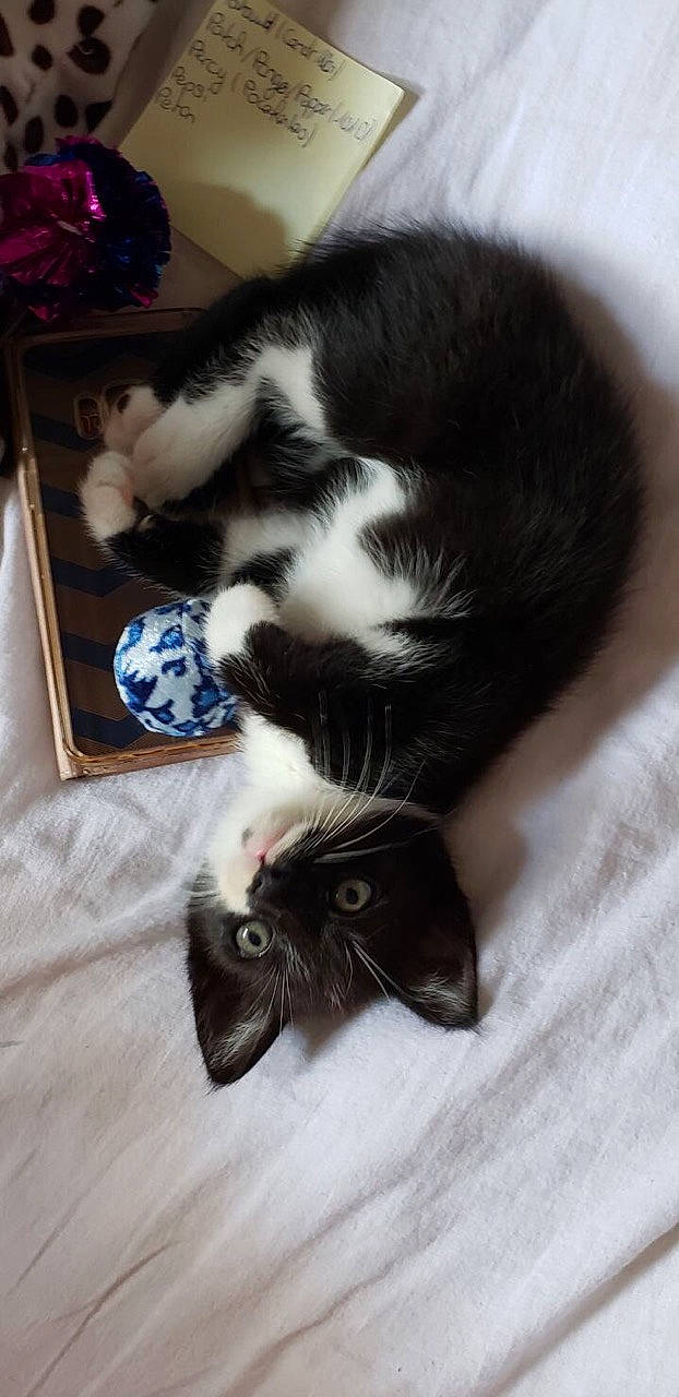 Queeny a rejoint le concours — aidez-le/la à gagner de superbes lots ! black_cat, carnivore, cat, claw, domestic_long_haired_cat, domestic_short_haired_cat, ear, european_shorthair, felidae, fur, kitten, paw, polydactyl_cat, small_to_medium_sized_cats, tail, whiskers