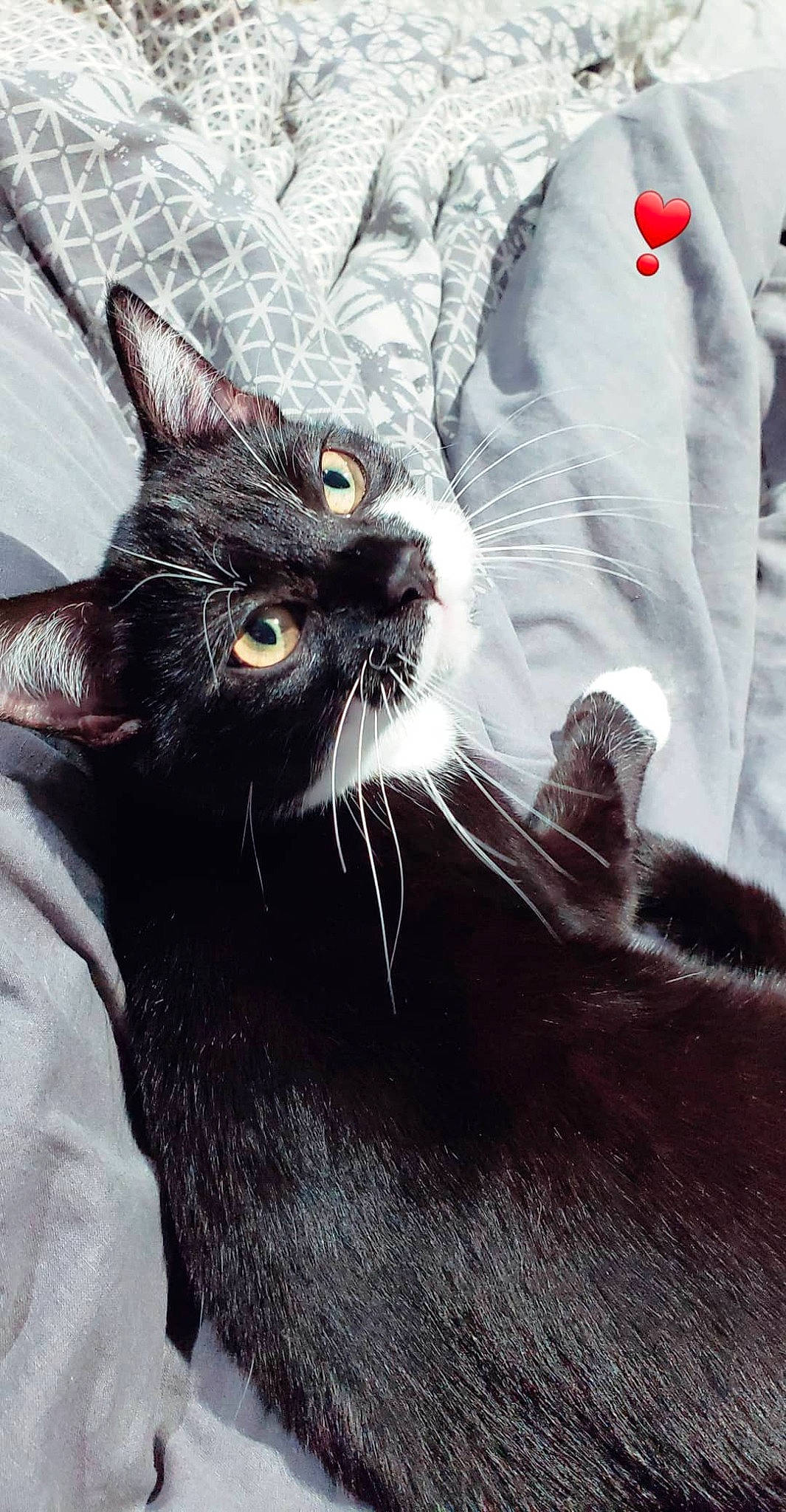 Queeny participe au concours pour gagner de l'argent avec cette photo : asian, black_and_white, black_cat, carnivore, cat, domestic_short_haired_cat, ear, felidae, fur, kitten, mammal, small_to_medium_sized_cats, snout, whiskers