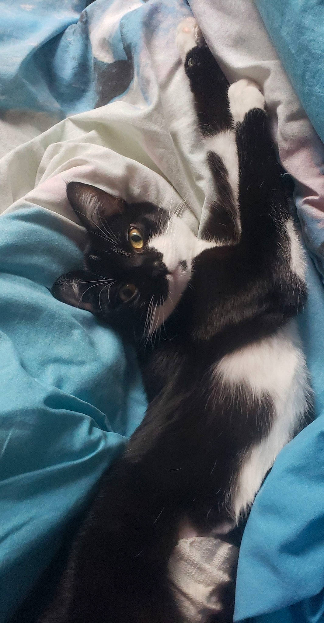 Queeny participe au concours pour gagner de l'argent avec cette photo : black_cat, carnivore, cat, claw, eye, felidae, fur, kitten, linens, nap, norwegian_forest_cat, paw, polydactyl_cat, small_to_medium_sized_cats, snout, tail, whiskers