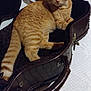 Simba a rejoint le concours — aidez-le/la à gagner de superbes lots ! abyssinian, accessories, animal, bag, baggage, bed, briefcase, cat, chair, couch, cradle, furniture, handbag, kitten, manx, pet, purse, strap, suitcase