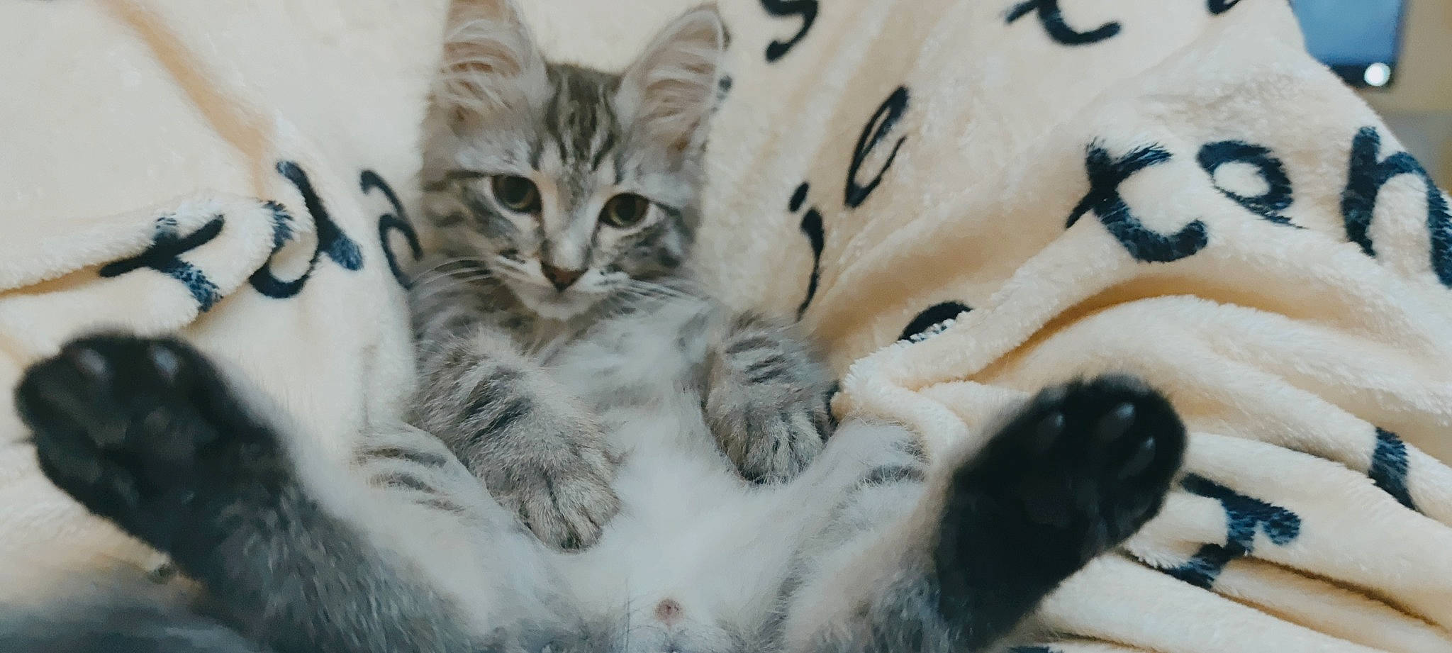 Pop-it participe au concours pour gagner de l'argent avec cette photo : bed, carnivore, cat, claw, close_up, comfort, domestic_short_haired_cat, felidae, fur, linens, mammal, nap, paw, small_to_medium_sized_cats, snout, tail, terrestrial_animal, vertebrate, whiskers, wildlife