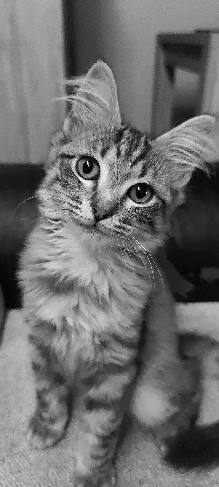 Pop-it a rejoint le concours — aidez-le/la à gagner de superbes lots ! carnivore, cat, claw, domestic_short_haired_cat, felidae, fur, monochrome, monochrome_photography, paw, small_to_medium_sized_cats, snout, whiskers