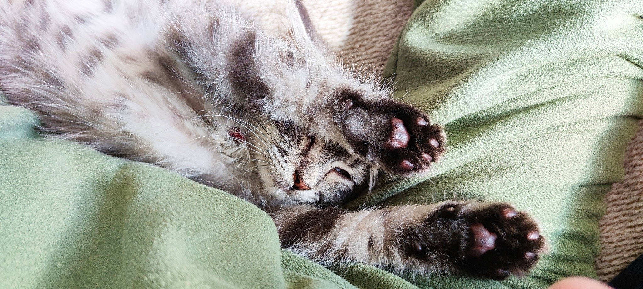 Pop-it participe au concours pour gagner de l'argent avec cette photo : carnivore, cat, claw, comfort, domestic_short_haired_cat, felidae, fur, grey, nap, paw, sleep, small_to_medium_sized_cats, snout, tail, terrestrial_animal, whiskers, wildlife