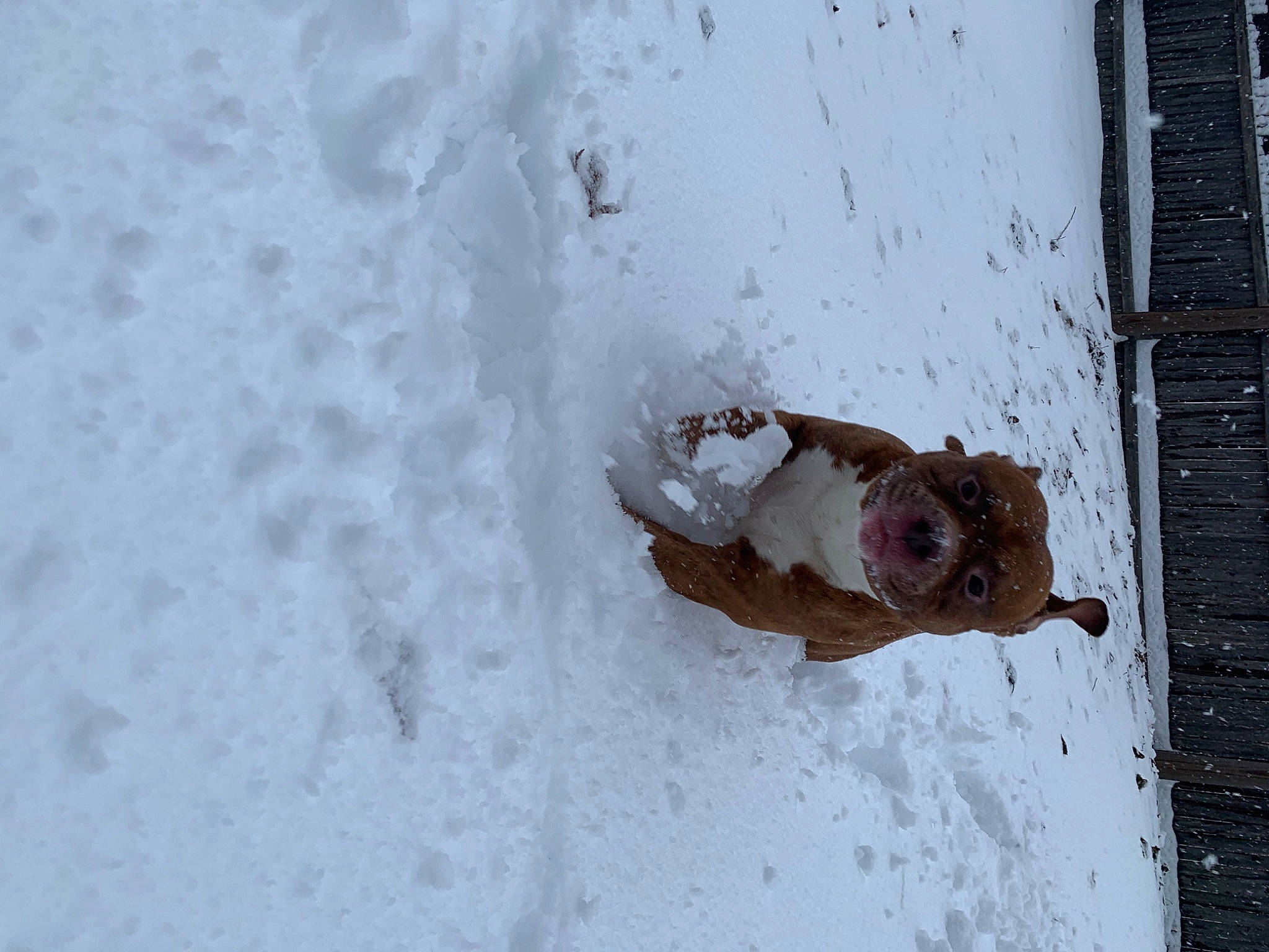 Buddha joined the competition — help win amazing prizes! concrete, door, freezing, precipitation, recreation, rust, snow, stain, water, window, winter, wood