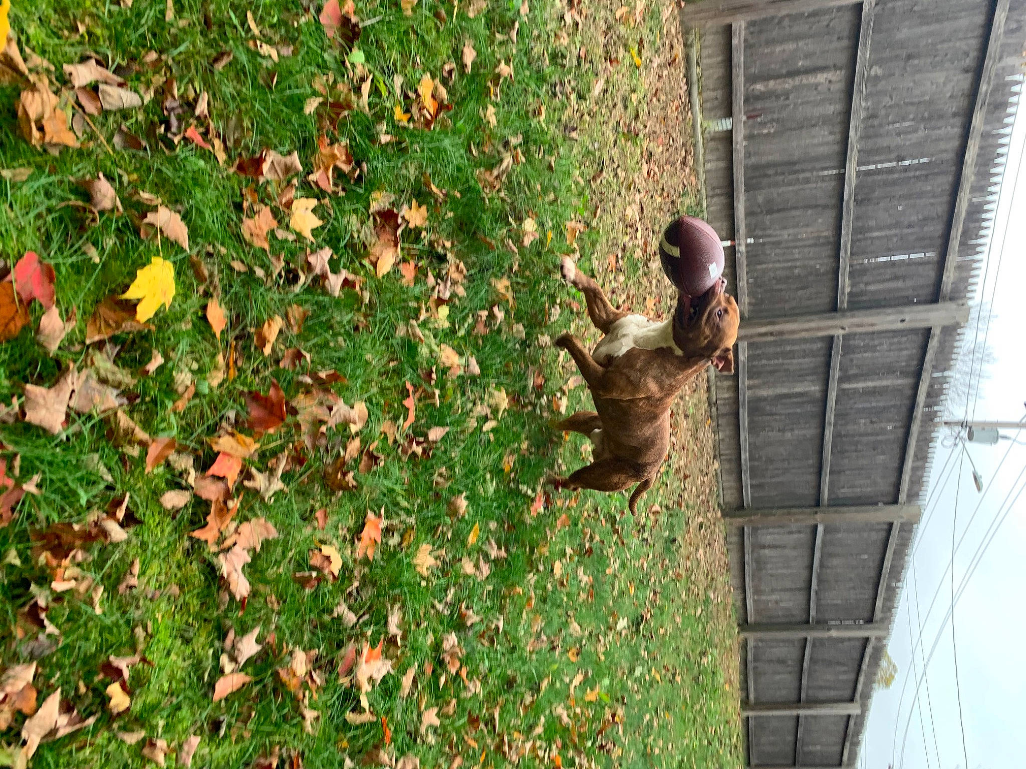 Buddha is registered to the contest to win money with this photo: art, autumn, branch, deciduous, fawn, felidae, fox_squirrel, grass, groundcover, plant, rodent, sculpture, shrub, squirrel, statue, tail, terrestrial_animal, tree, trunk, wood