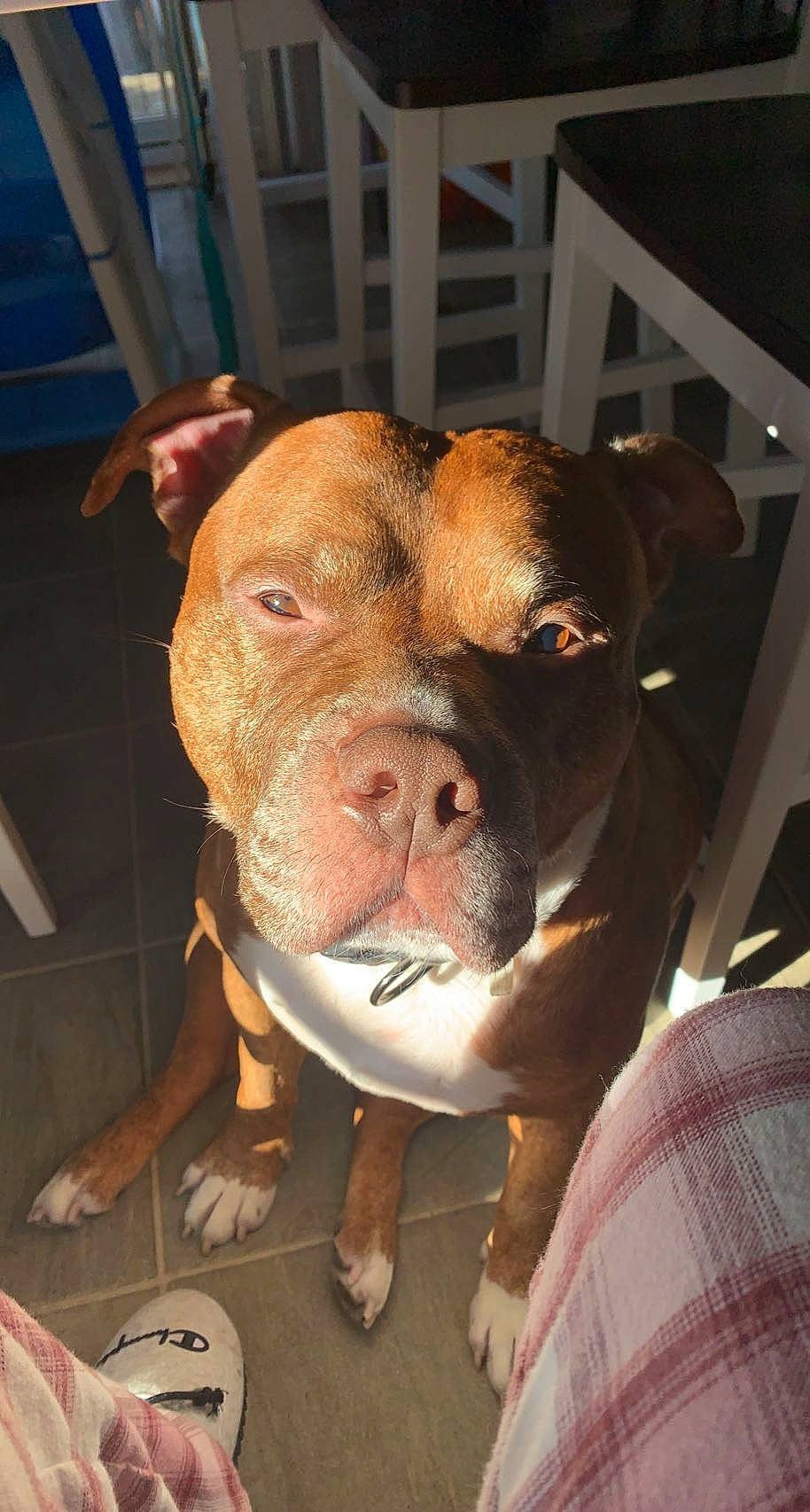 Buddha is registered to the contest to win money with this photo: canidae, carnivore, companion_dog, dog, dog_breed, dog_supply, fawn, flesh, fur, liver, non_sporting_group, pet_supply, scale, snout, sporting_group, suckling_pig, whiskers, working_animal, wrinkle