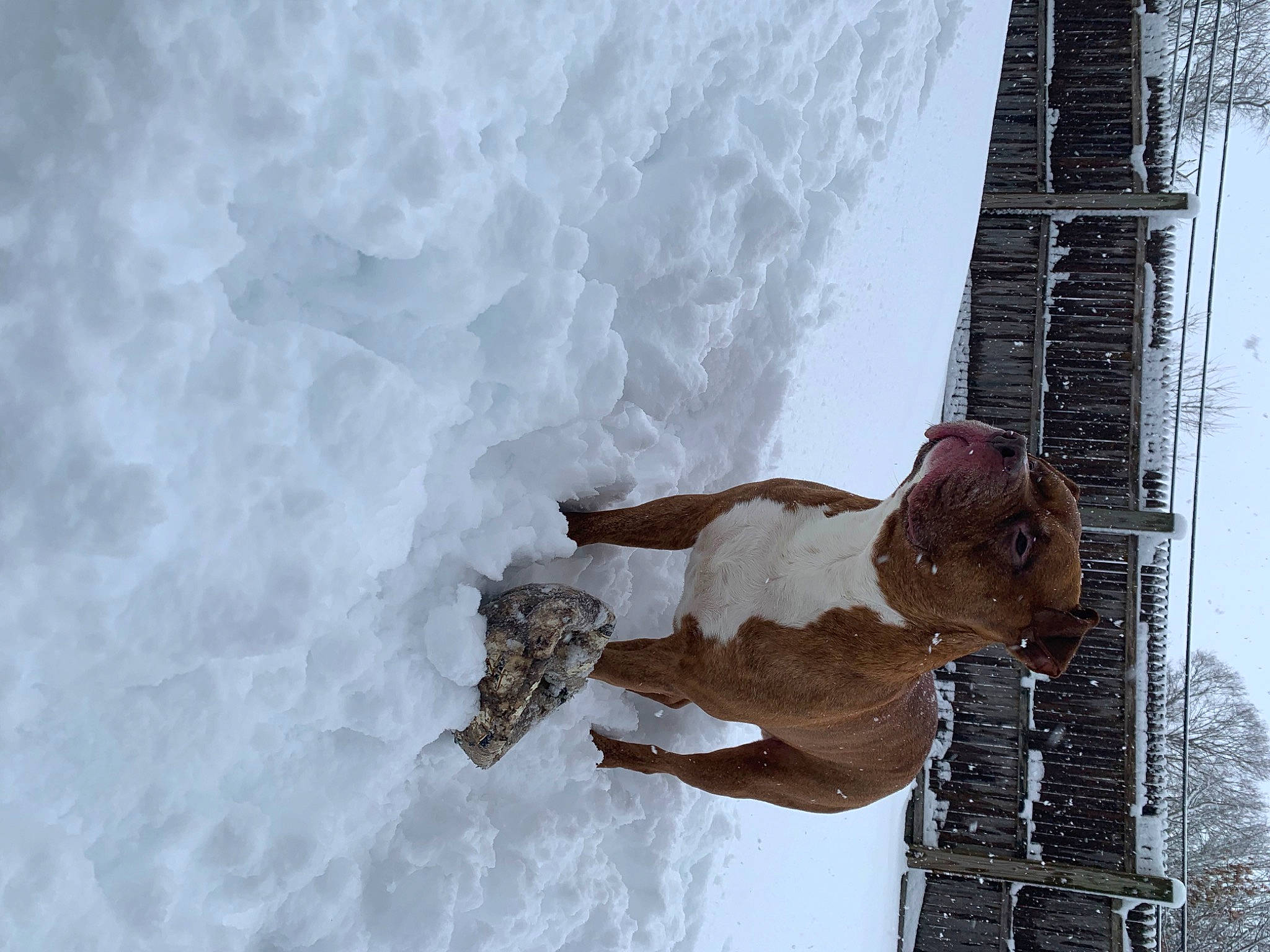 Buddha is registered to the contest to win money with this photo: art, door, freezing, fun, fur, ice, metal, reflection, sculpture, snow, tail, tree, visual_arts, water, window, winter, wood