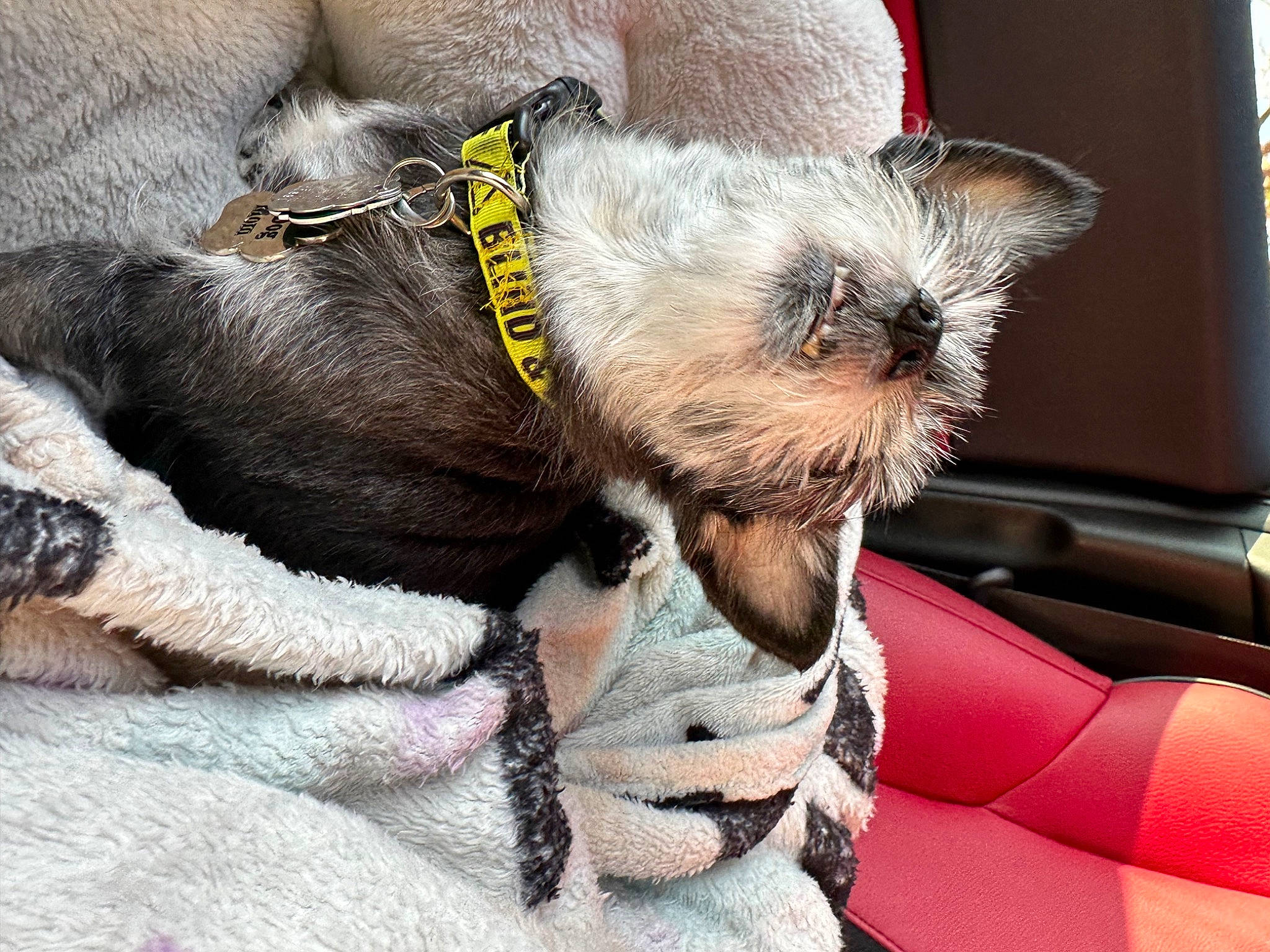 Tiny is registered to the contest to win money with this photo: canidae, carnivore, collar, comfort, companion_dog, dog, dog_breed, dog_collar, dog_supply, fawn, felidae, fur, leash, paw, pet_supply, snout, sporting_group, terrier, whiskers, working_animal