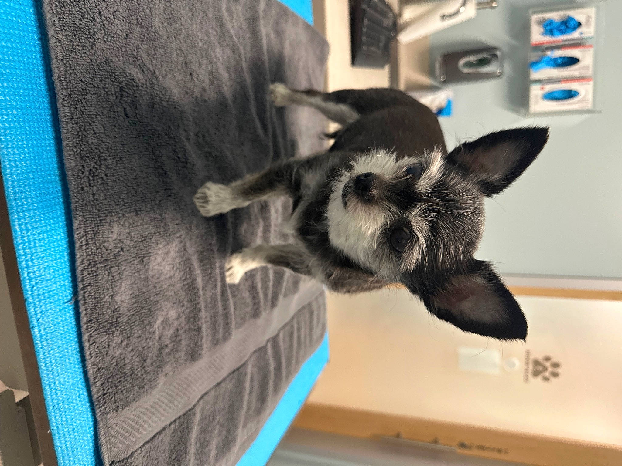 Tiny joined the competition — help win amazing prizes! canidae, carnivore, companion_dog, dog, dog_breed, domestic_short_haired_cat, ear, electric_blue, felidae, fur, gesture, paw, room, small_to_medium_sized_cats, snout, sporting_group, tail, vertebrate, whiskers, working_animal