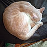 animal, cat, chair, cozy, curled_up, cushion, cute, domestic_cat, feline, floor_tiles, fur, home, indoor, orange_cat, pet, quiet, relaxed, resting, sleeping_cat, white_cat