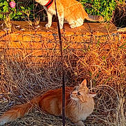 Venus a rejoint le concours — aidez-le/la à gagner de superbes lots ! animal, cat, curious, feline, flora, flower, garden, grass, greenery, leash, nature, orange_cat, outdoor, pet, plant, relaxed, summer, sunlight, wildlife, wood