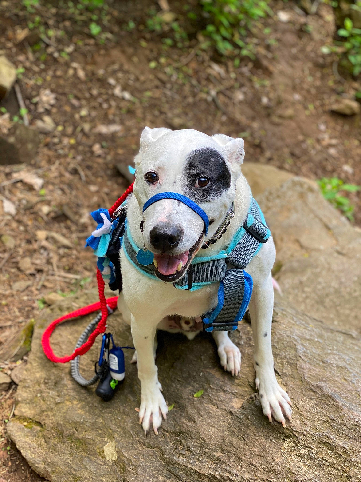 Jake is registered to the contest to win money with this photo: adventure, american_pit_bull_terrier, american_staffordshire_terrier, canidae, carnivore, dog, dog_breed, dog_collar, fawn, leash, mammal, non_sporting_group, pit_bull, puppy, snout, sporting_group, terrier, vertebrate