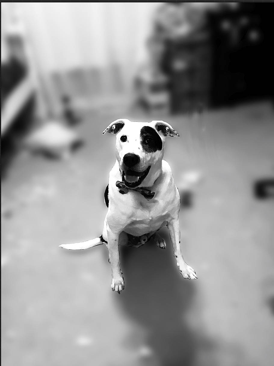 Jake is registered to the contest to win money with this photo: black, black_and_white, canidae, carnivore, companion_dog, dog, dog_breed, mammal, monochrome, monochrome_photography, nose, photograph, photography, pit_bull, puppy, rare_breed_dog, snout, sporting_group, vertebrate, white