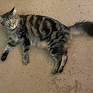 Arbaggedon joined the competition — help win amazing prizes! cat, tabby_cat, feline, pet, lying_down, carpet, indoor, striped_fur, green_eyes, curious, whiskers, tail, paws, fur, home, floor, animal, relaxed, domestic_cat, looking_up