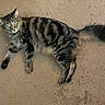 cat, tabby_cat, feline, pet, lying_down, carpet, indoor, striped_fur, green_eyes, curious, whiskers, tail, paws, fur, home, floor, animal, relaxed, domestic_cat, looking_up