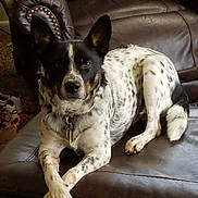 Tucker is registered to the contest to win money with this photo: dog, indoor, leather_couch, spotted, black_and_white, pet, relaxed, carpet, shoes, furniture, canine, home_interior, resting, animal, collar, domestic_animal, medium_size, fur, four_legs, ears