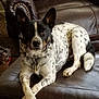 dog, indoor, leather_couch, spotted, black_and_white, pet, relaxed, carpet, shoes, furniture, canine, home_interior, resting, animal, collar, domestic_animal, medium_size, fur, four_legs, ears
