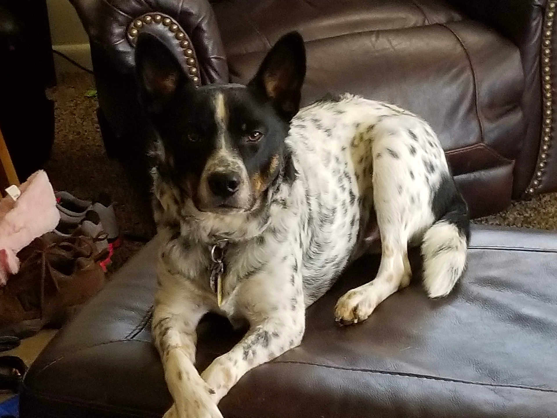 Tucker is registered to the contest to win money with this photo: dog, indoor, leather_couch, spotted, black_and_white, pet, relaxed, carpet, shoes, furniture, canine, home_interior, resting, animal, collar, domestic_animal, medium_size, fur, four_legs, ears