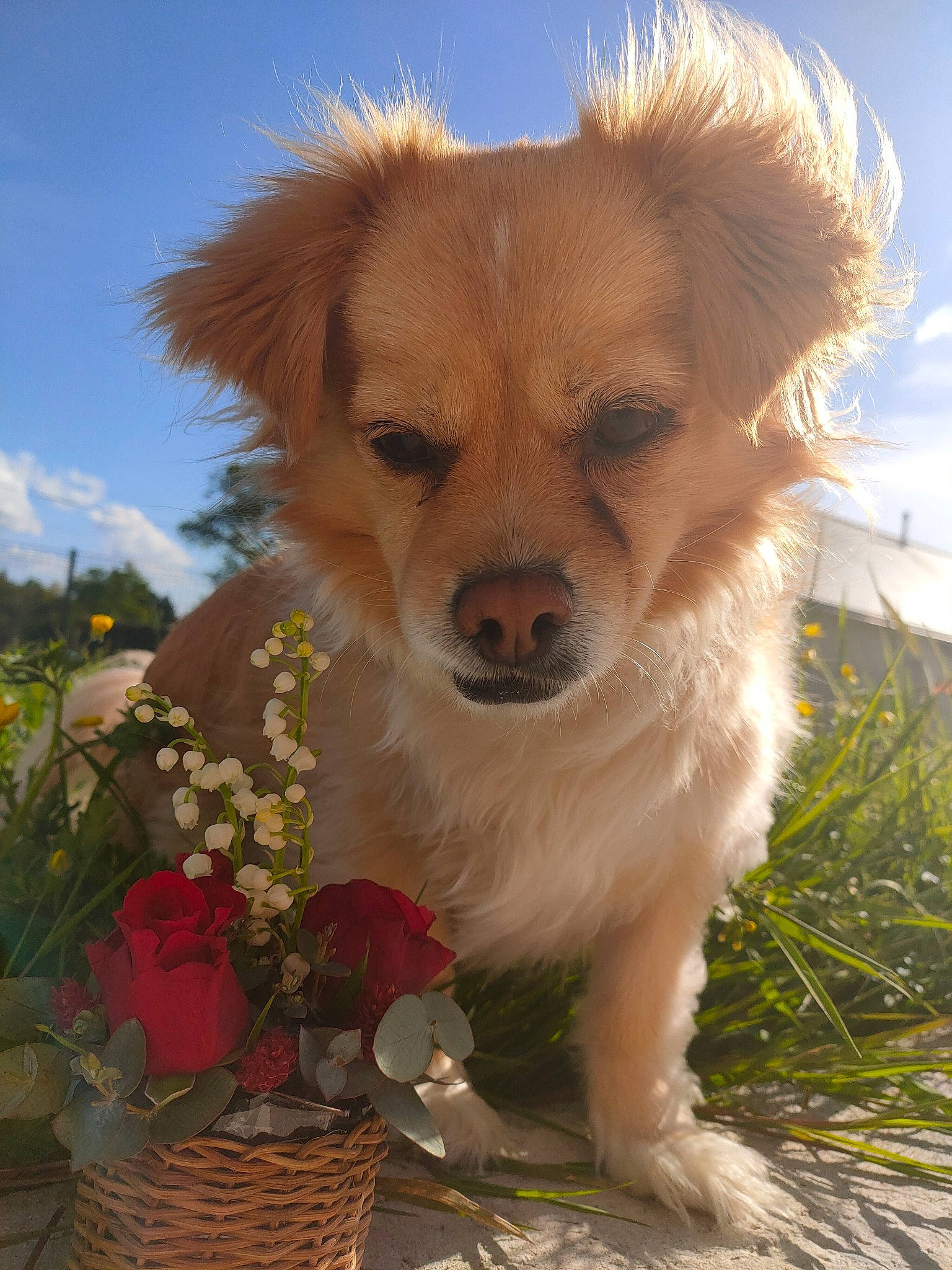 Lucky a rejoint le concours — aidez-le/la à gagner de superbes lots ! basket, canidae, carnivore, cloud, companion_dog, dog, dog_breed, event, fawn, flower, fur, grass, petal, plant, puppy, sky, sporting_group, toy_dog, whiskers