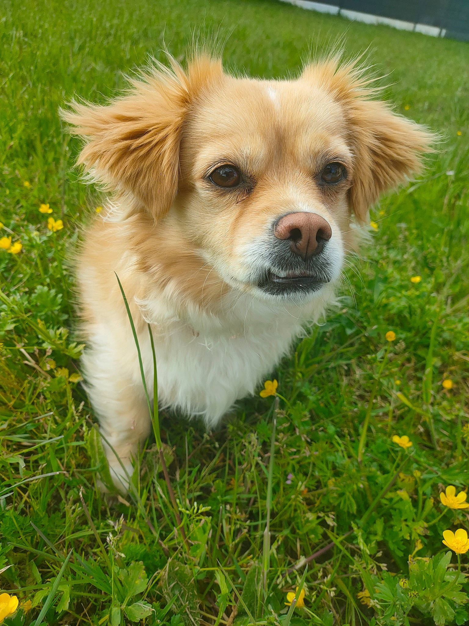 Lucky a rejoint le concours — aidez-le/la à gagner de superbes lots ! ancient_dog_breeds, canidae, carnivore, companion_dog, dog, dog_breed, fawn, flower, fur, grass, grassland, plant, puppy, snout, sporting_group, terrestrial_animal, toy_dog, whiskers, working_dog
