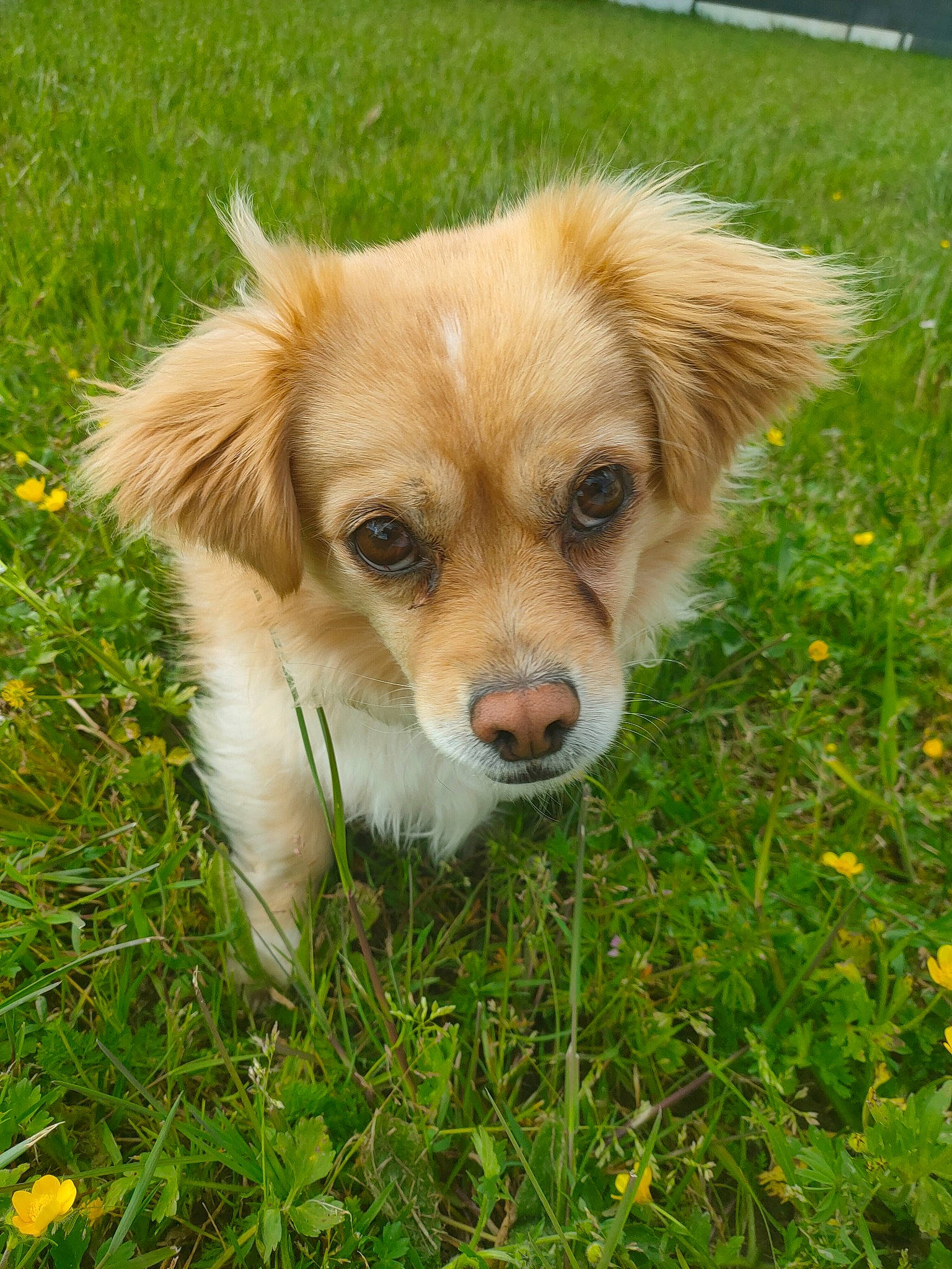 Lucky participe au concours pour gagner de l'argent avec cette photo : canidae, carnivore, companion_dog, dog, dog_breed, fawn, flower, grass, grassland, groundcover, herbaceous_plant, plant, puppy, small_greek_domestic_dog, snout, sporting_group, terrestrial_animal, waste_container, whiskers, working_dog