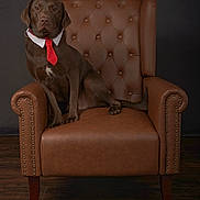 Sammy is registered to the contest to win money with this photo: dog, labrador, brown_dog, leather_chair, armchair, tie, collar, pet, indoor, portrait, studio, floor, wood_floor, seated, looking_at_camera, animal, domestic_animal, furniture, brown, formal