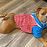 dog, brown_dog, pet, indoor, wooden_floor, costume, clothing, red_stripes, blue_shirt, lying_down, cute, animal, canine, flooring, domestic_animal, looking_at_camera, ears, paws, fur, portrait