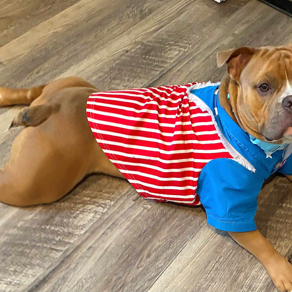 Keno is registered to the contest to win money with this photo: dog, brown_dog, pet, indoor, wooden_floor, costume, clothing, red_stripes, blue_shirt, lying_down, cute, animal, canine, flooring, domestic_animal, looking_at_camera, ears, paws, fur, portrait