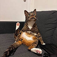 Rio is registered to the contest to win money with this photo: alert, animal, cat, couch, cute, door, door_knob, fur, furniture, green_eyes, indoor, paw, pet, pink_paw_pads, relaxed, sitting, tabby, tail, whiskers, white_wall