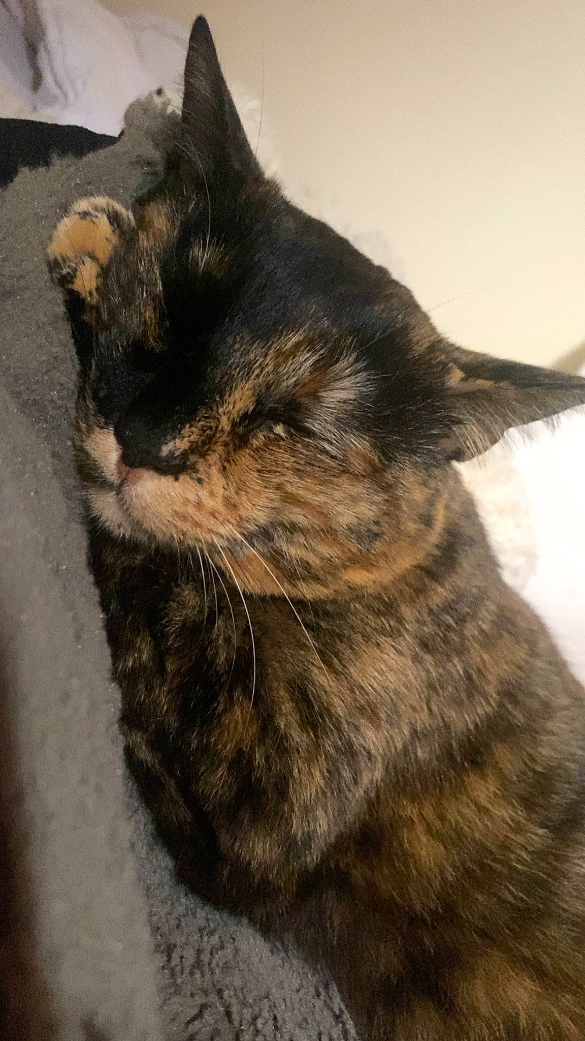 Mowgli a rejoint le concours — aidez-le/la à gagner de superbes lots ! black_cat, carnivore, cat, claw, domestic_short_haired_cat, ear, eye, felidae, fur, paw, plant, sleep, small_to_medium_sized_cats, tail, terrestrial_animal, tree, whiskers, window