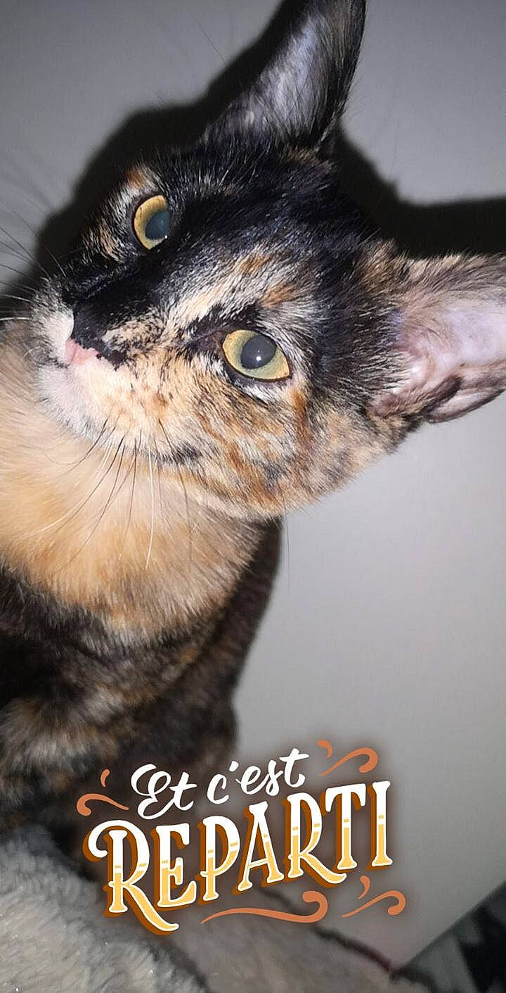 Mowgli a rejoint le concours — aidez-le/la à gagner de superbes lots ! carnivore, cat, domestic_short_haired_cat, felidae, font, fur, photo_caption, small_to_medium_sized_cats, snout, terrestrial_animal, whiskers, wildlife