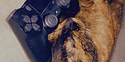 Mowgli participe au concours pour gagner de l'argent avec cette photo : audio_equipment, carnivore, cat, comfort, dog_breed, domestic_short_haired_cat, electronic_device, felidae, fur, gadget, game_controller, input_device, joystick, nail, paw, small_to_medium_sized_cats, tail, whiskers, wood, wrist