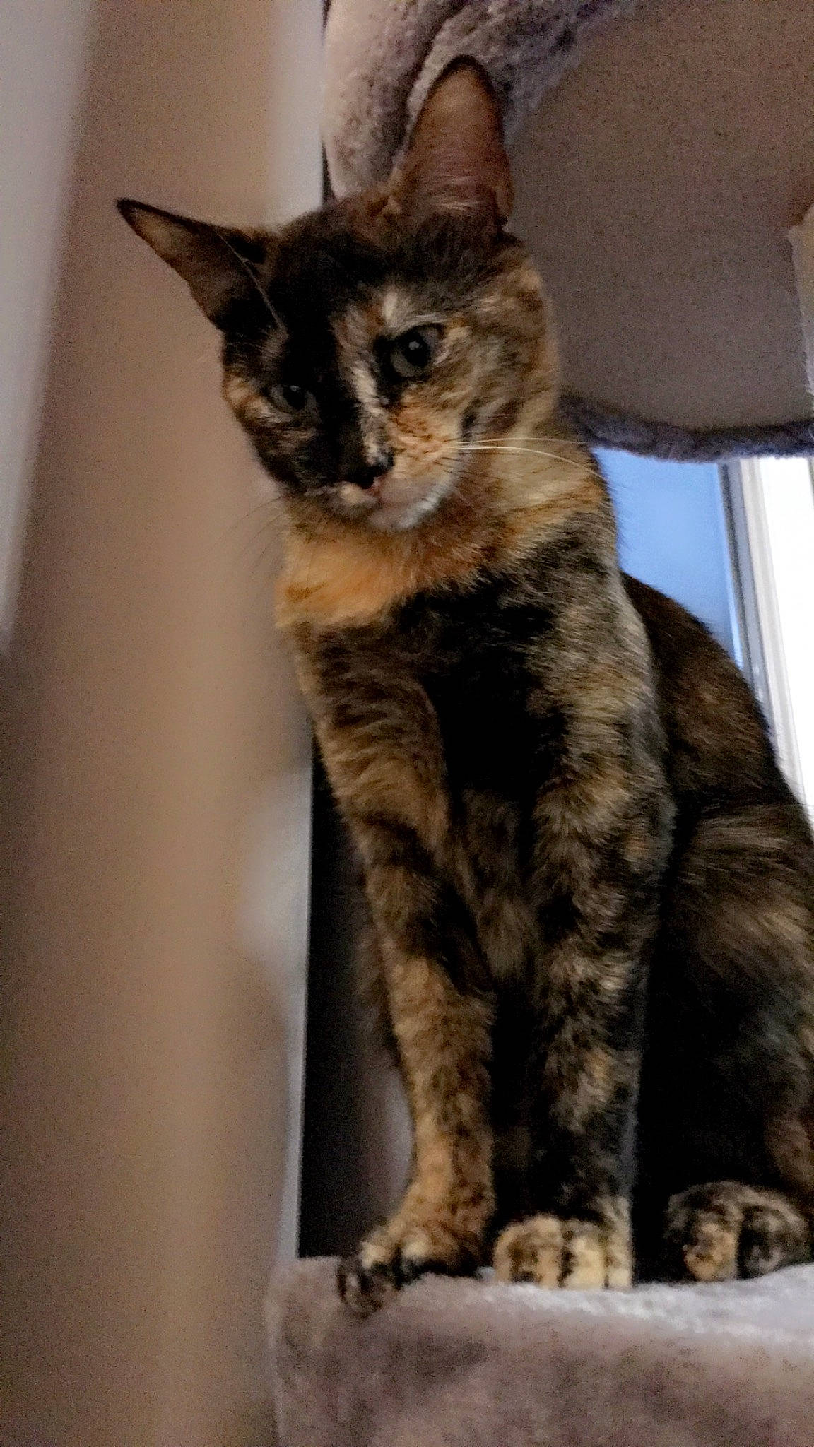 Mowgli a rejoint le concours — aidez-le/la à gagner de superbes lots ! carnivore, cat, cat_supply, claw, domestic_short_haired_cat, felidae, fur, paw, small_to_medium_sized_cats, snout, tail, terrestrial_animal, whiskers