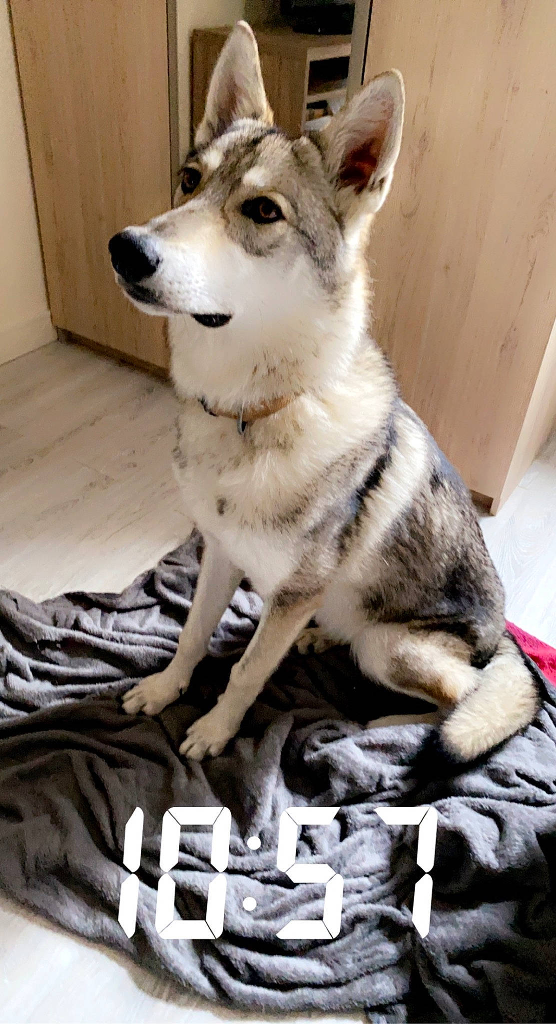 Taiga a rejoint le concours — aidez-le/la à gagner de superbes lots ! ancient_dog_breeds, canidae, canis, carnivore, companion_dog, dog, dog_breed, fawn, fur, grey, pet_supply, siberian_husky, sled_dog, sporting_group, tail, whiskers, white, wolf, working_animal, working_dog