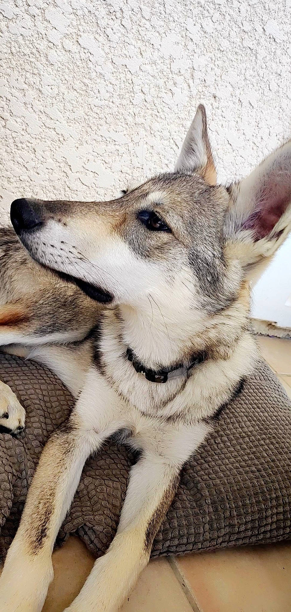 Taiga a rejoint le concours — aidez-le/la à gagner de superbes lots ! ancient_dog_breeds, canidae, canis, carnivore, collar, companion_dog, dog, dog_breed, fawn, fur, jaw, non_sporting_group, sitting, snout, sporting_group, terrestrial_animal, whiskers, wildlife, working_animal, working_dog