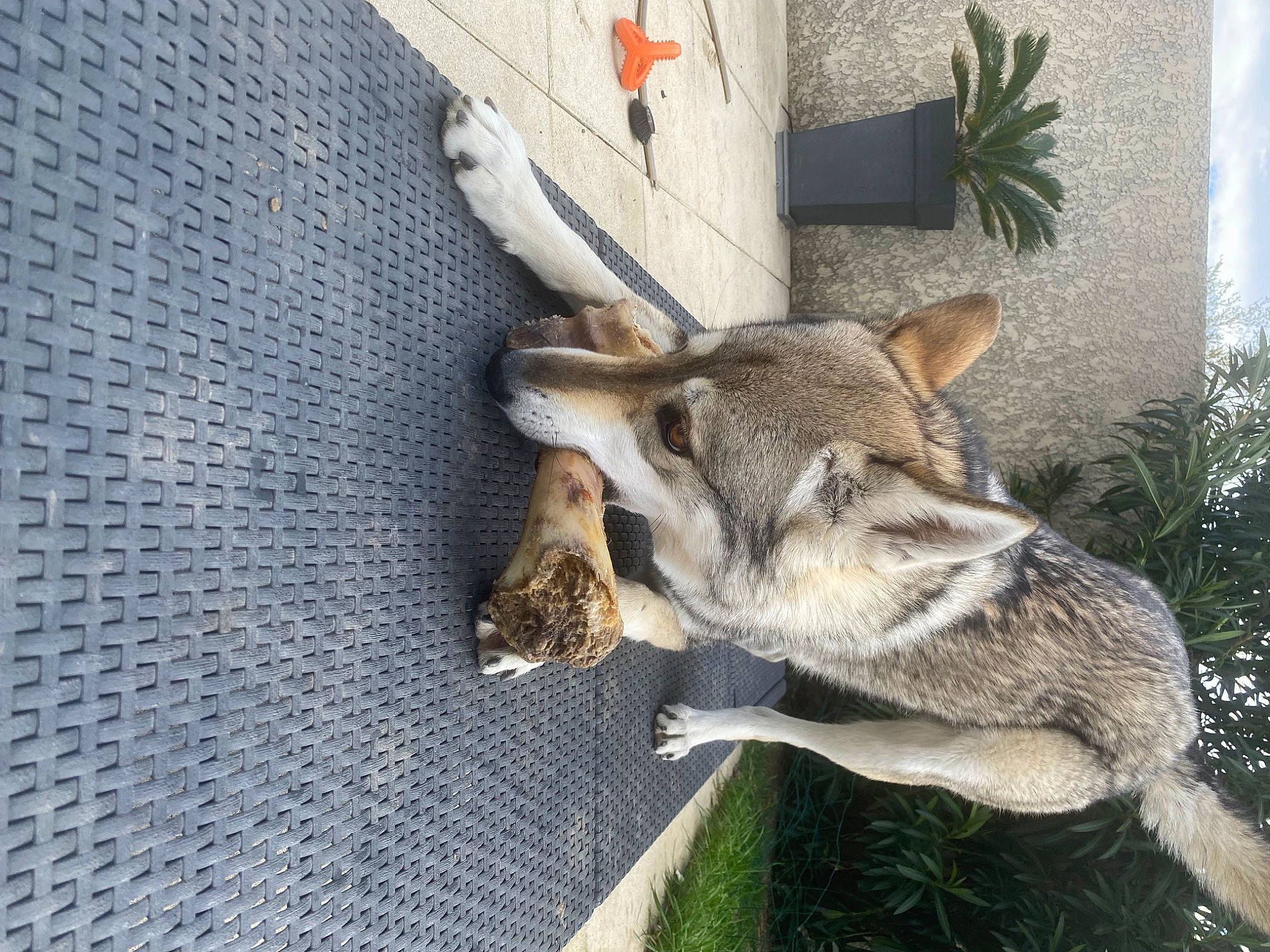 Taiga participe au concours pour gagner de l'argent avec cette photo : canidae, canis, carnivore, dog, dog_breed, fawn, fur, plant, snout, sporting_group, tail, terrestrial_animal, wildlife, working_animal