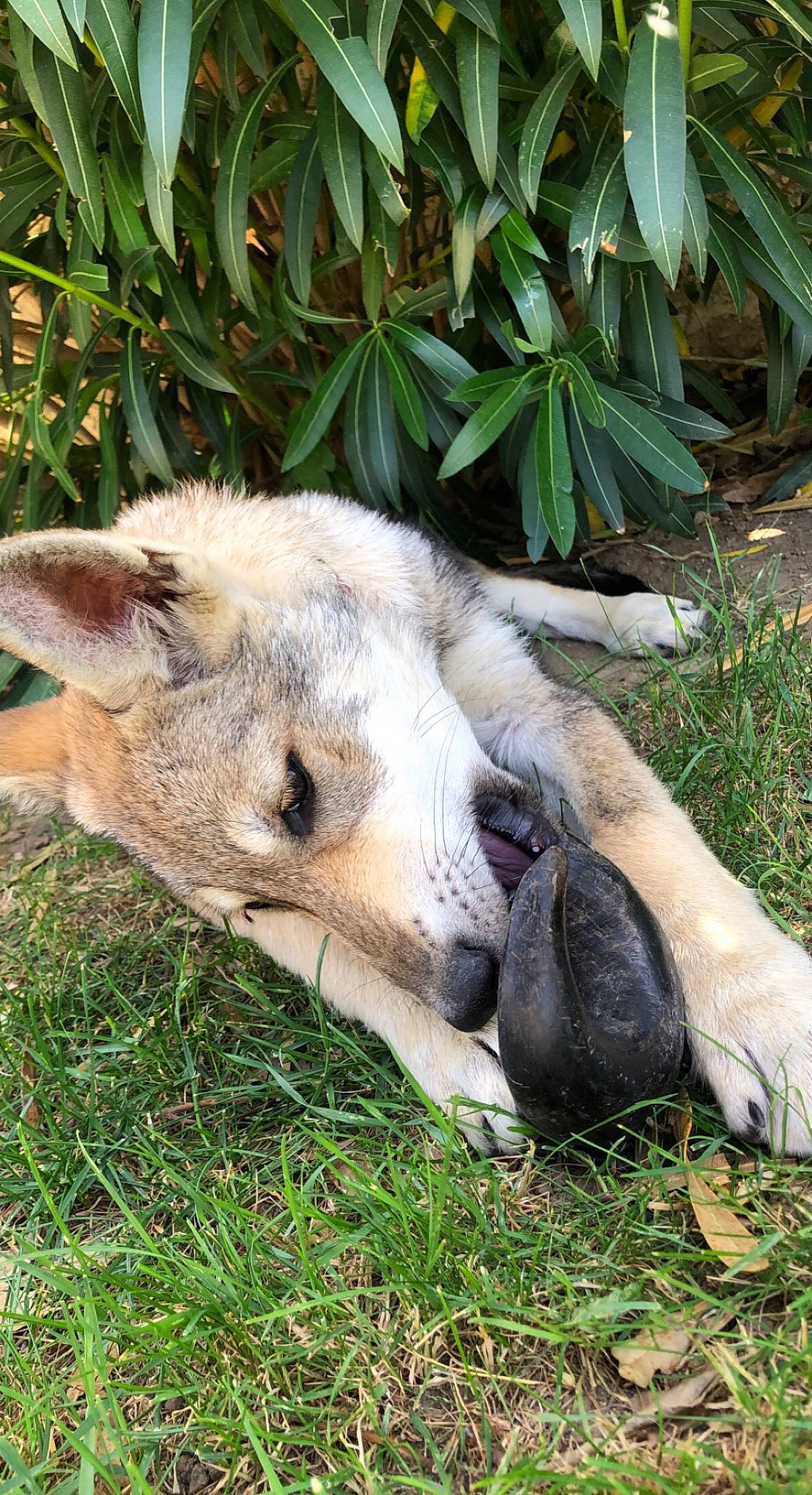Taiga a rejoint le concours — aidez-le/la à gagner de superbes lots ! canidae, carnivore, dog_breed, fawn, fur, grass, groundcover, macropodidae, marsupial, plant, terrestrial_animal, trunk, whiskers, wildlife