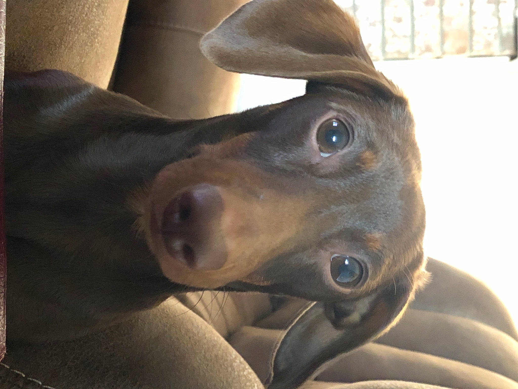 Oscar joined the competition — help win amazing prizes! art, bronze, dog_breed, ear, electric_blue, fashion_accessory, fawn, gesture, hat, jaw, liver, metal, musical_instrument, personal_protective_equipment, sculpture, snout, terrestrial_animal, whiskers, wildlife, working_animal