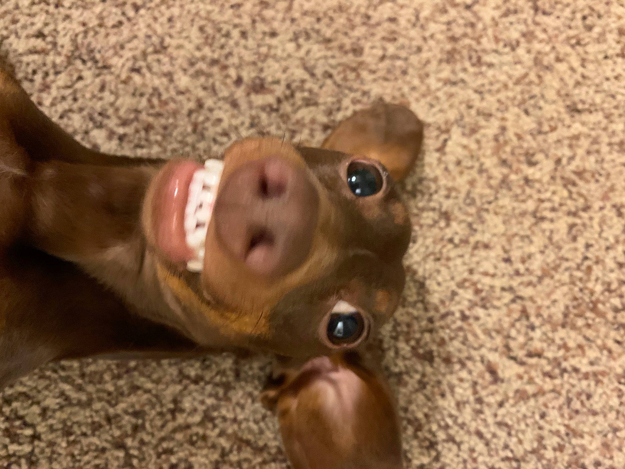 Oscar is registered to the contest to win money with this photo: canidae, carnivore, chest, comfort, companion_dog, dog, dog_breed, fawn, flooring, fun, fur, liver, non_sporting_group, smile, snout, sporting_group, wood, working_animal