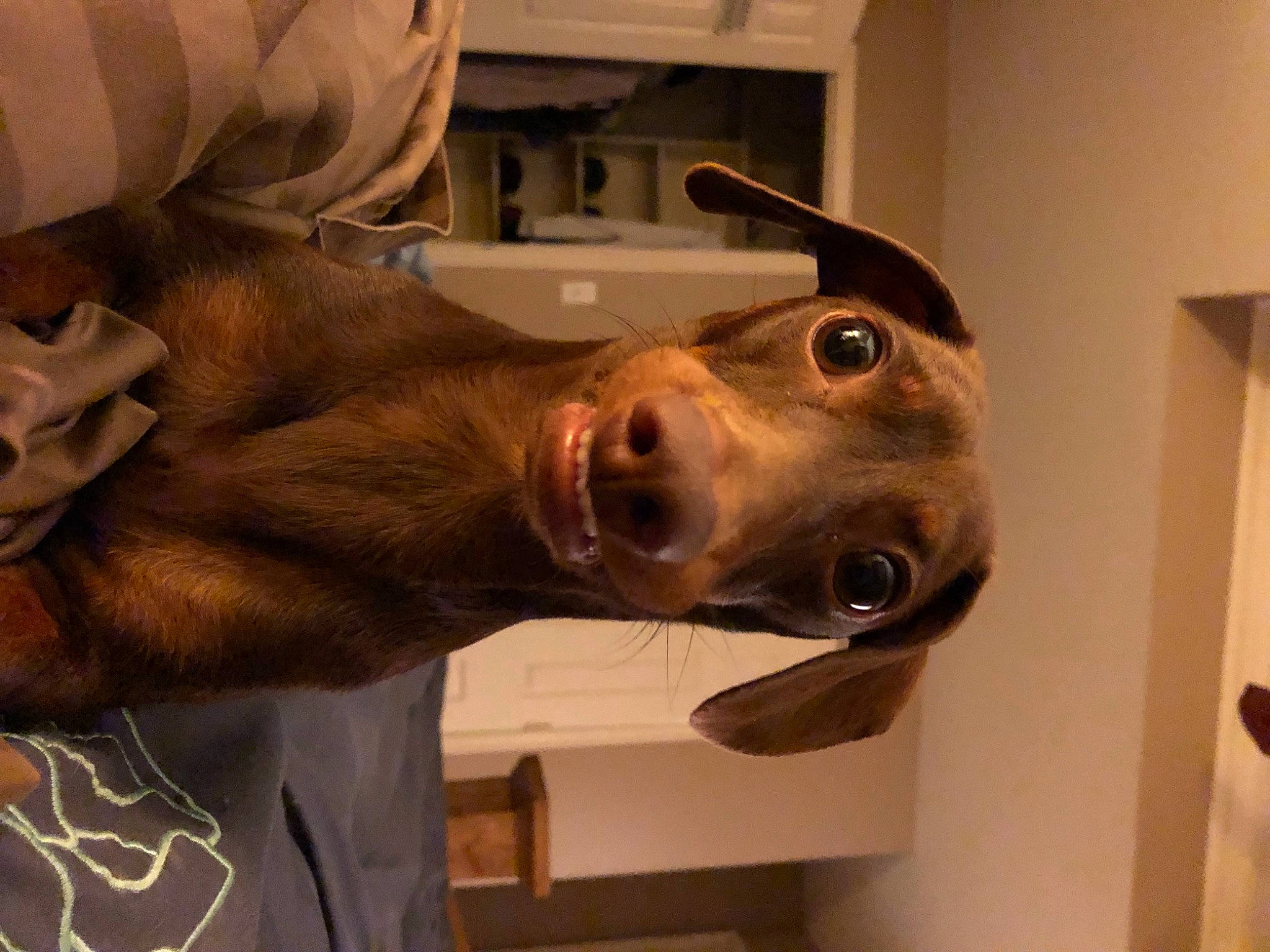 Oscar joined the competition — help win amazing prizes! art, canidae, carnivore, companion_dog, dog, dog_breed, ear, fawn, fur, jaw, liver, metal, personal_protective_equipment, sculpture, selfie, snout, sporting_group, whiskers, wood, working_animal