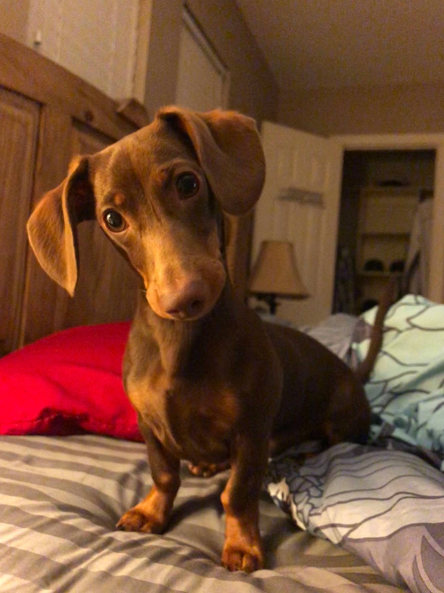 Oscar joined the competition — help win amazing prizes! canidae, carnivore, comfort, companion_dog, dog, dog_breed, ear, fur, guard_dog, hunting_dog, liver, pinscher, pointing_breed, puppy, sporting_group, terrestrial_animal, toy_dog, whiskers, wood, working_animal