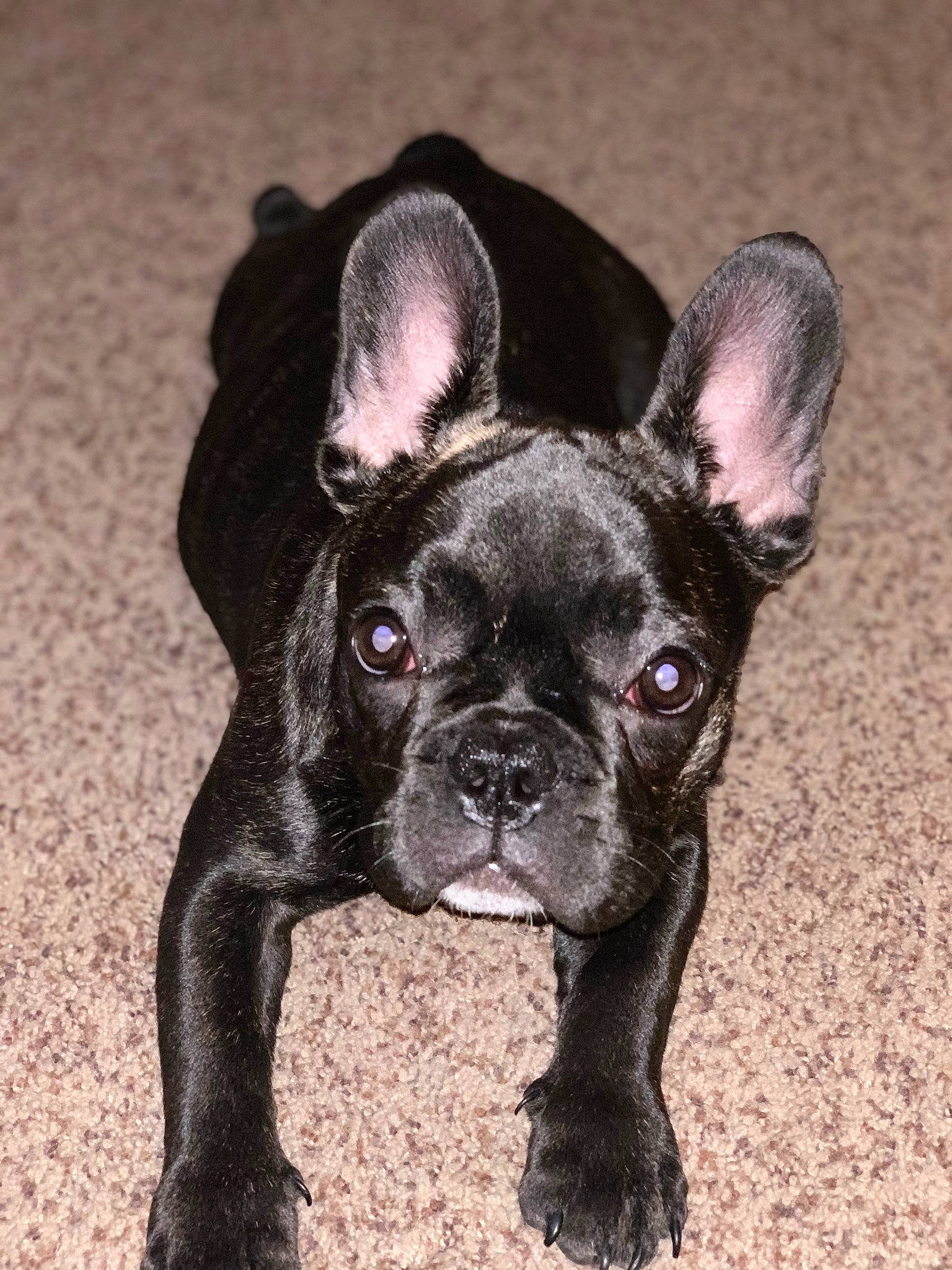 Molly joined the competition — help win amazing prizes! bulldog, canidae, carnivore, collar, companion_dog, dog, dog_breed, dog_collar, ear, fawn, french_bulldog, grass, human_body, snout, sporting_group, terrestrial_animal, toy_dog, whiskers, working_animal, wrinkle