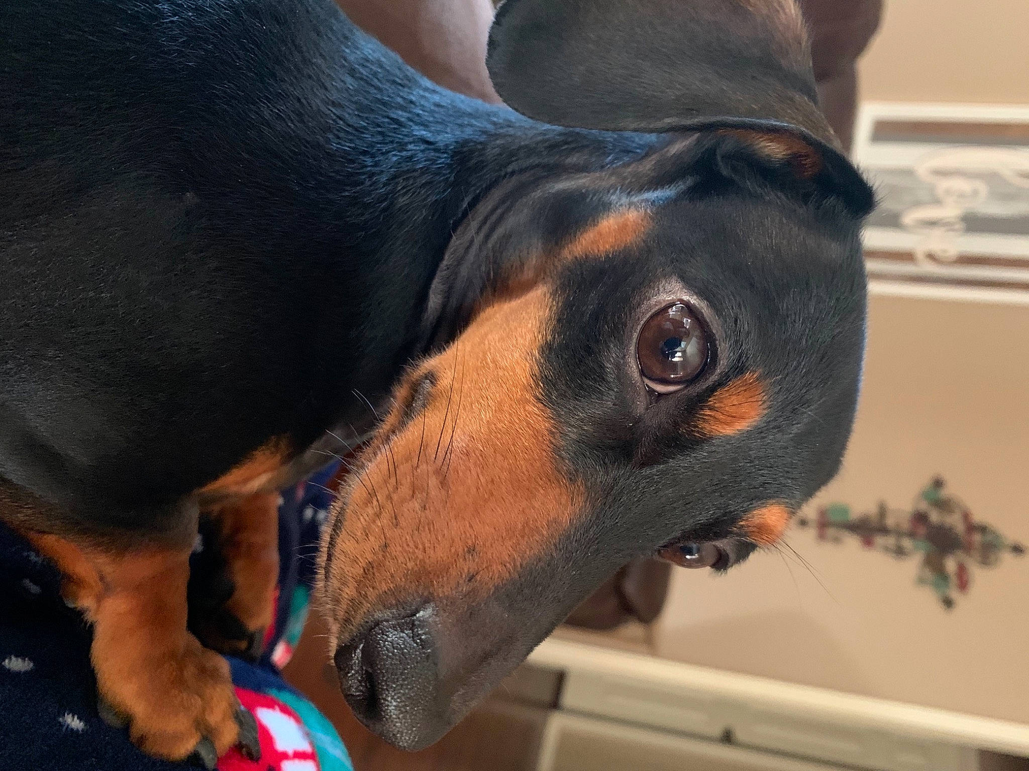 Emi joined the competition — help win amazing prizes! canidae, carnivore, collar, companion_dog, dog, dog_breed, ear, eye, fawn, head, human_body, jaw, livestock, nose, plant, snout, sporting_group, terrestrial_animal, whiskers, working_animal