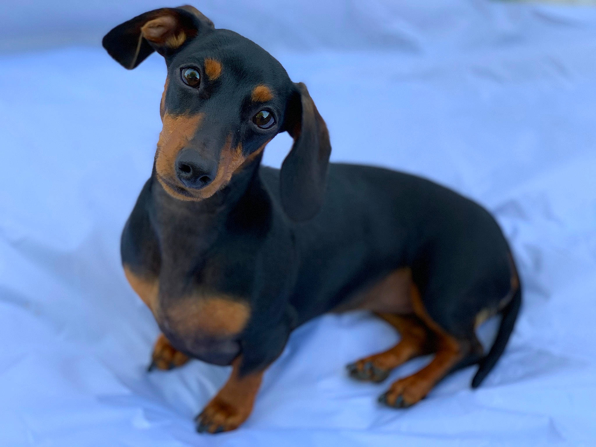 Emi joined the competition — help win amazing prizes! canidae, carnivore, companion_dog, dobermann, dog, dog_breed, fawn, guard_dog, hunting_dog, jaw, montenegrin_mountain_hound, sharing, snout, sporting_group, terrestrial_animal, working_animal, working_dog