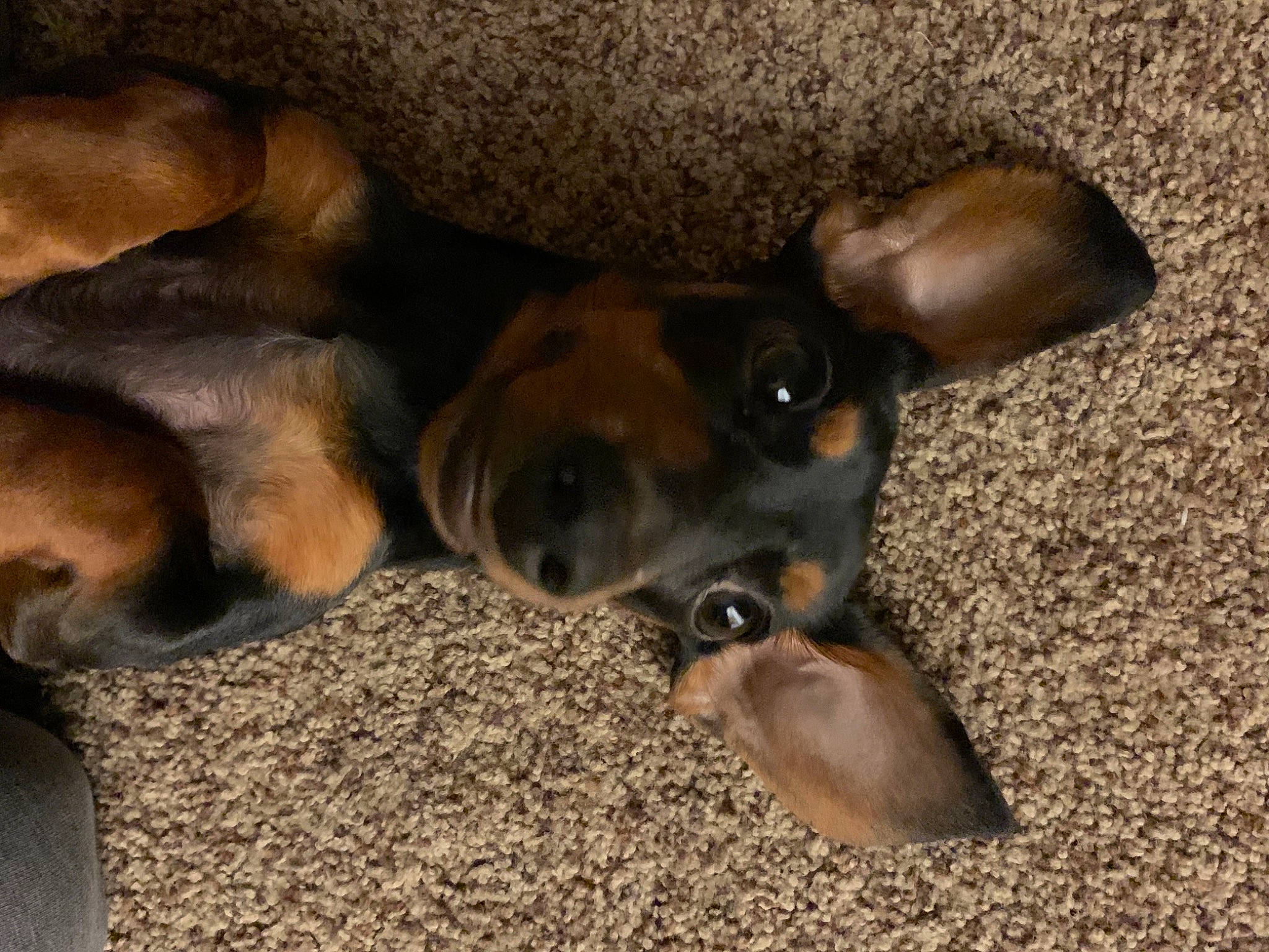 Emi joined the competition — help win amazing prizes! carnivore, comfort, companion_dog, dog, dog_breed, ear, fawn, fur, liver, non_sporting_group, paw, snout, terrestrial_animal, whiskers, wood, working_animal