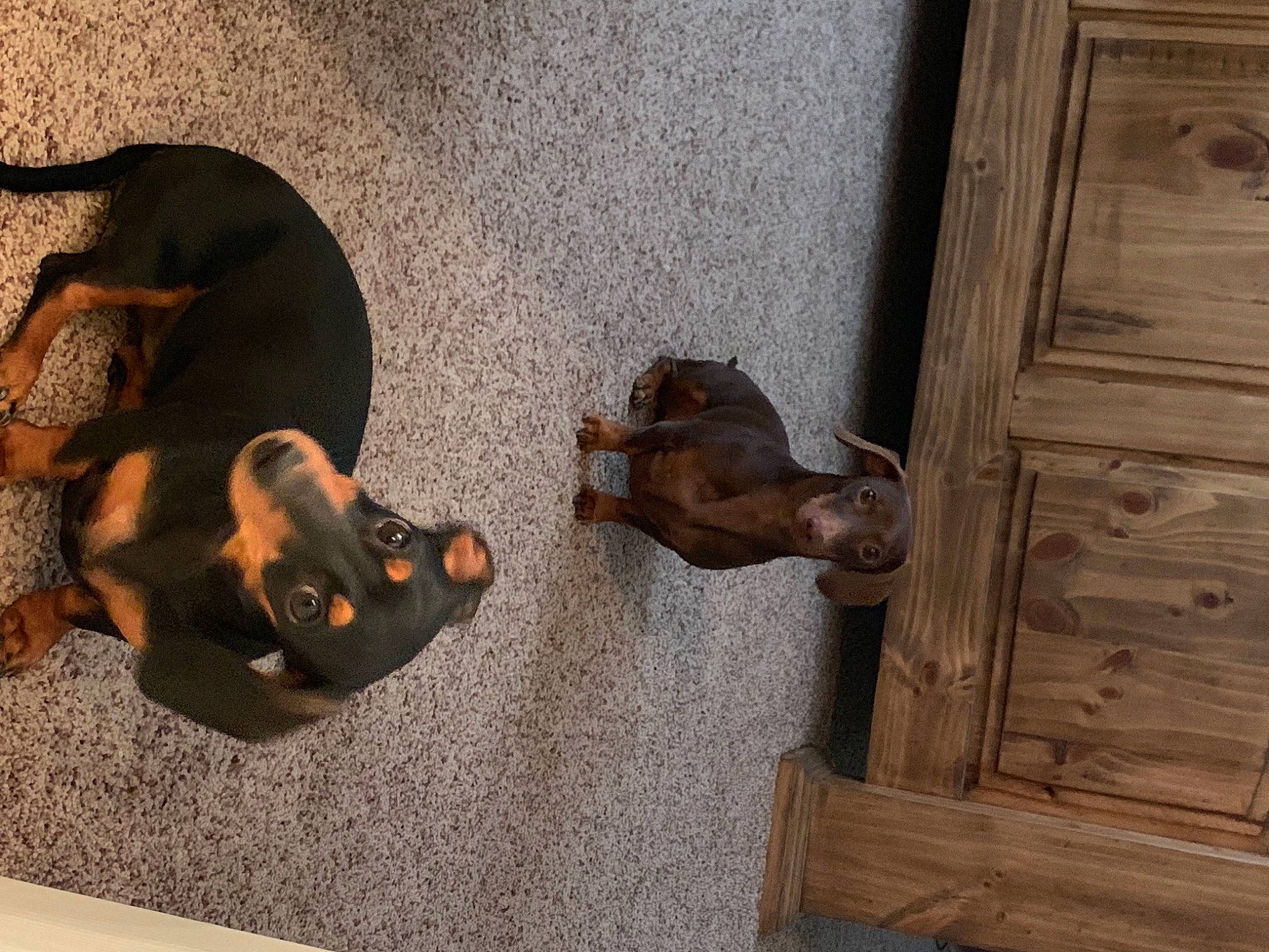 Emi is registered to the contest to win money with this photo: canidae, carnivore, companion_dog, dog, dog_breed, door_handle, fawn, flooring, hardwood, home_door, liver, mammal, sculpture, snout, tail, varnish, vertebrate, wood, wood_stain, working_animal