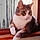 Filou