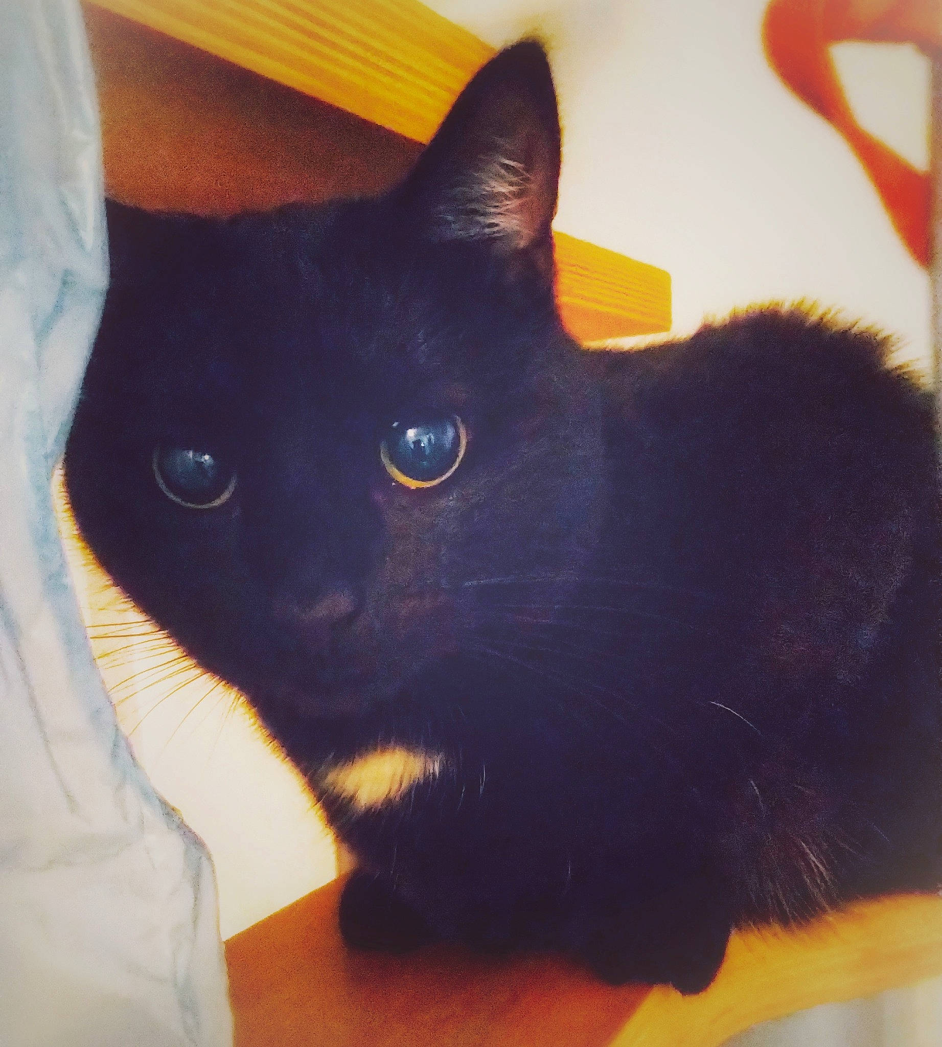 Cambouille participe au concours pour gagner de l'argent avec cette photo : black, black_cat, bombay, british_shorthair, burmese, carnivore, cat, chartreux, domestic_short_haired_cat, ear, eye, felidae, fur, mammal, small_to_medium_sized_cats, snout, tail, whiskers