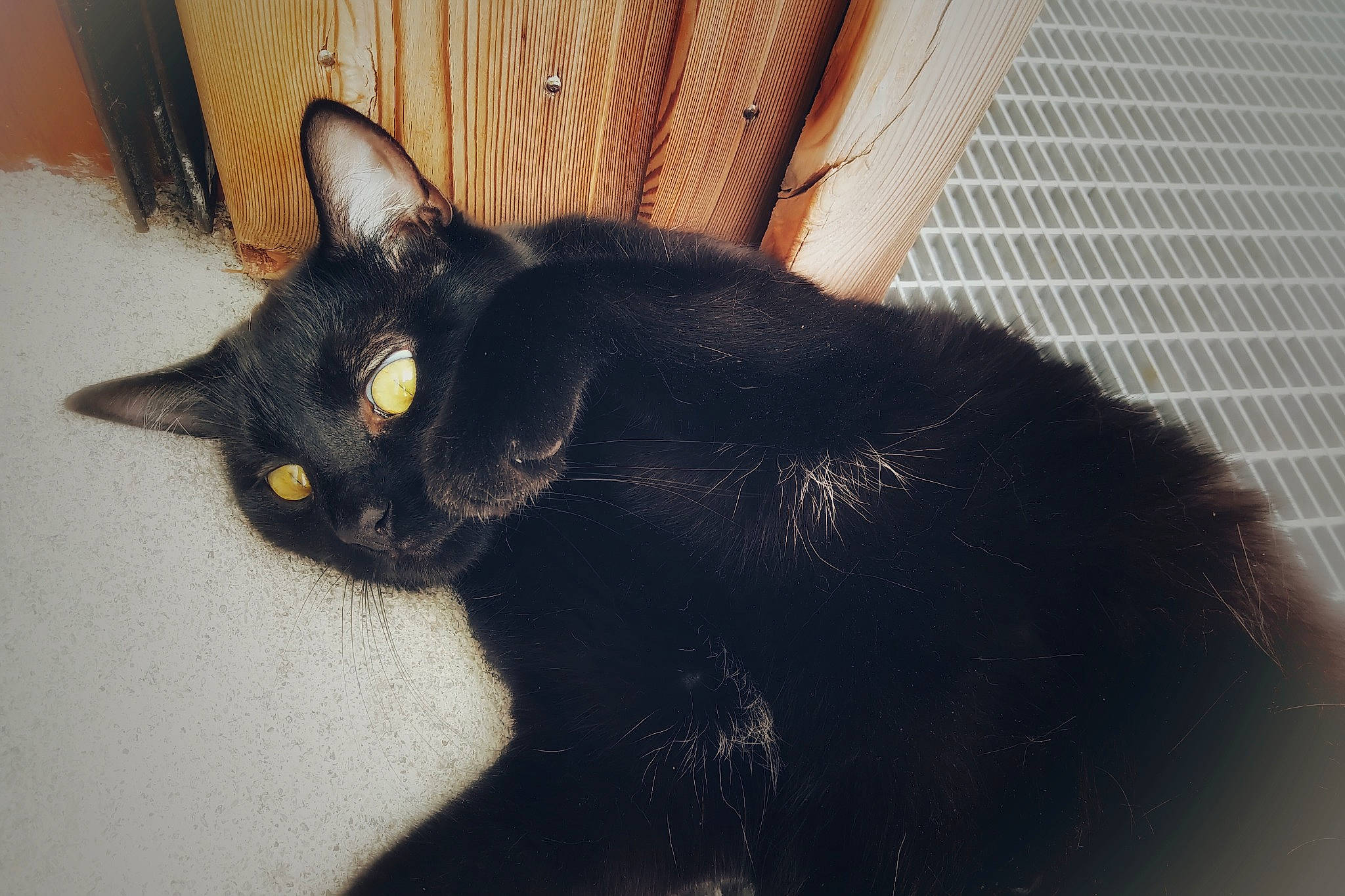 Cambouille participe au concours pour gagner de l'argent avec cette photo : asian, black, black_cat, bombay, burmese, carnivore, cat, domestic_short_haired_cat, ear, eye, felidae, fur, kitten, mammal, polydactyl_cat, small_to_medium_sized_cats, snout, tail, vertebrate, whiskers