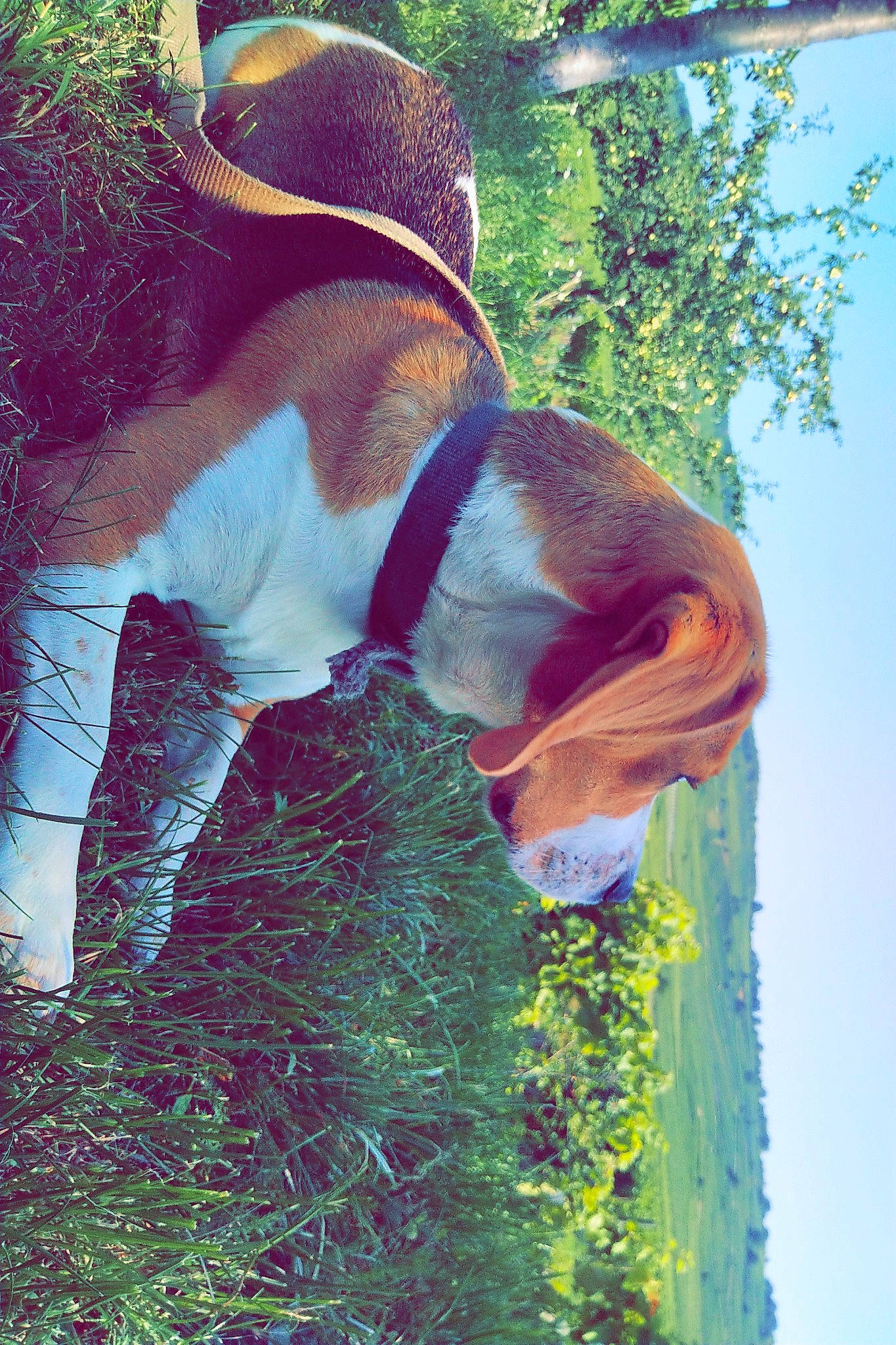Lemon participe au concours pour gagner de l'argent avec cette photo : basset_hound, canidae, carnivore, coonhound, dog, fawn, grass, green, hound, okapi, tail, tree
